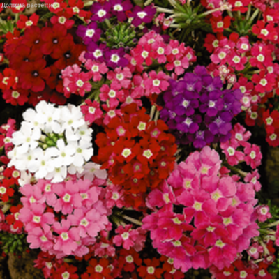 Вербена Романс, гибридная смесь фото