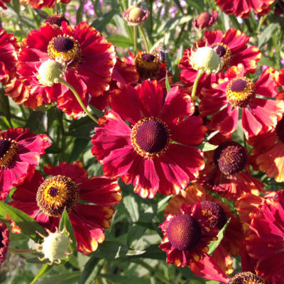 Гелениум осенний Хелена Ред Шэйдз фото