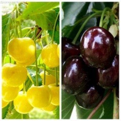 Комплект Сортов Черешни (Ипуть+Журба) Комплект Сортов Черешни (Ипуть+Журба) фото