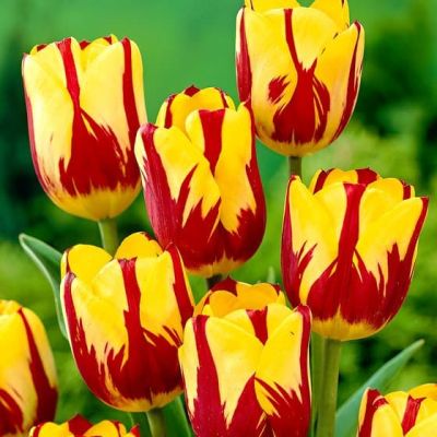 Тюльпан Хелмар Тюльпан Хелмар фото