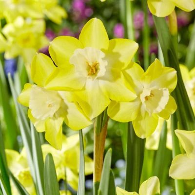 Нарцисс Вердин Нарцисс Вердин - Dolina-Sad.Ru