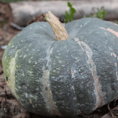 Тыква крупноплодная Мраморная фото