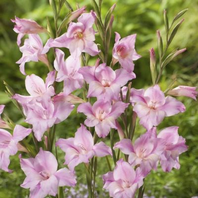 Гладиолус Шарминг Леди Гладиолус Шарминг Леди - Dolina-Sad.Ru