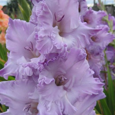 Гладиолус Голубой Топаз Гладиолус Голубой Топаз - Dolina-Sad.Ru