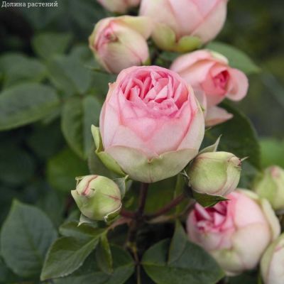 Роза Чарминг Пиано в горшке - Dolina-Sad.Ru