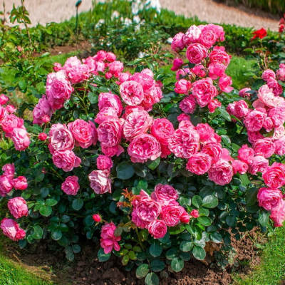 Роза Леонардо фото