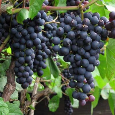 Комплект Винограда( Злато+Память Домбровской) Комплект Винограда( Злато+Память Домбровской) фото