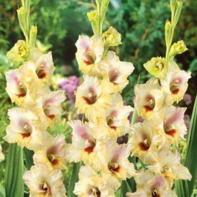 Гладиолус Луиза - Dolina-Sad.Ru