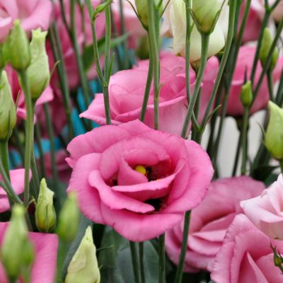 Эустома Махровые Рози Розовая 5 шт. Эустома Махровые Рози Розовая 5 шт. фото