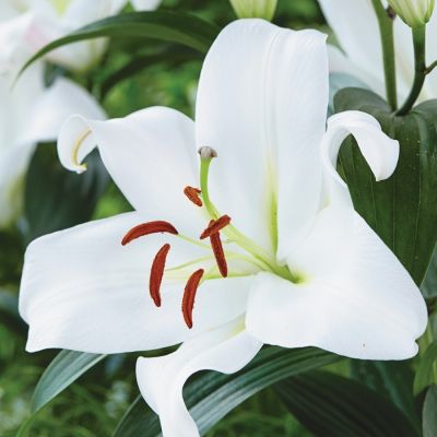 Лилия Замбези Лилия Замбези - Dolina-Sad.Ru