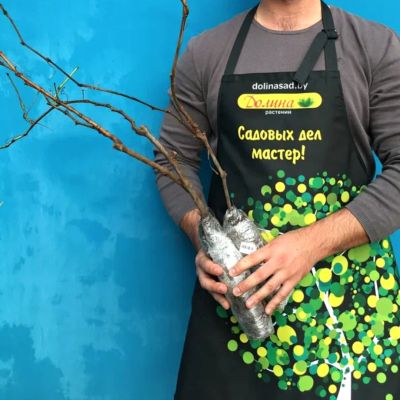 Виноград Водограй Виноград Водограй фото