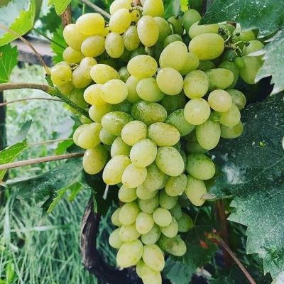 Виноград Ландыш - Dolina-Sad.Ru