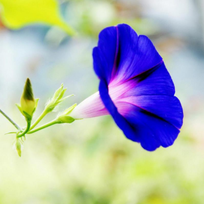 Ипомея Пикоти голубая Ипомея Пикоти голубая фото