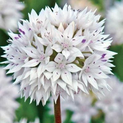 Аллиум Грейсфул Аллиум Грейсфул фото