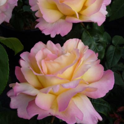 Роза штамбовая Глория Дей - Dolina-Sad.Ru