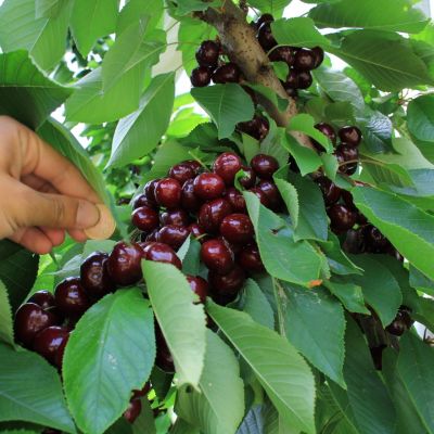 Черешня Сильвия Черешня Сильвия - Dolina-Sad.Ru