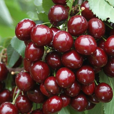 Черешня Сильвия Черешня Сильвия - Dolina-Sad.Ru