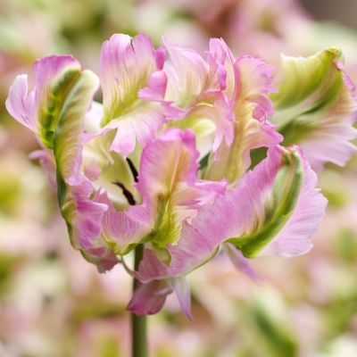 Тюльпан Грин Вейв Тюльпан Грин Вейв фото