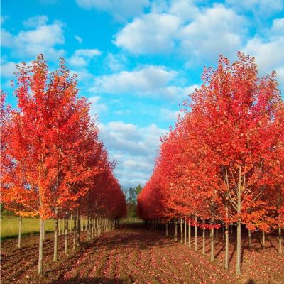 Клен Фримана Отом Блейз Клен Фримана Отом Блейз - Dolina-Sad.Ru