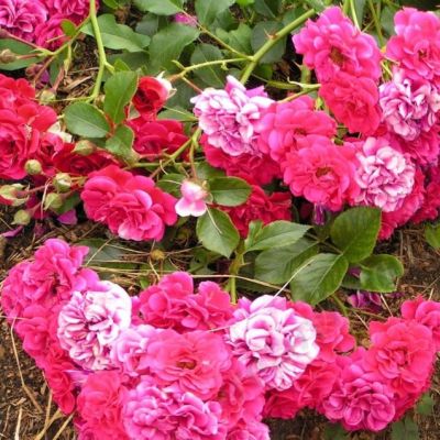 Роза Хэллоу Роза Хэллоу - Dolina-Sad.Ru