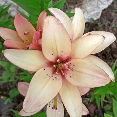 Лилия Изи Вольц Лилия Изи Вольц фото