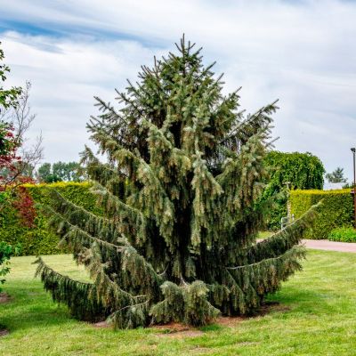 Ель бревера Ель бревера - Dolina-Sad.Ru