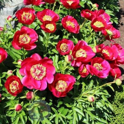 Пион Фейри Принцесс фото