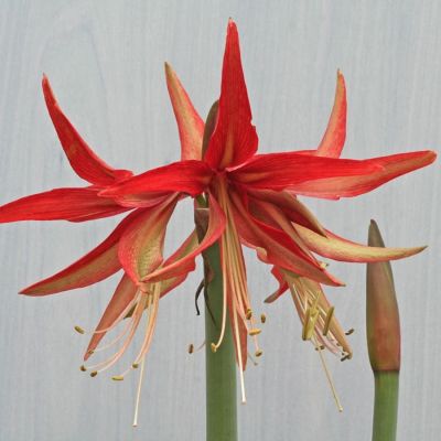 Амариллис Суматра Амариллис Суматра - Dolina-Sad.Ru