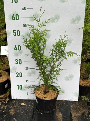 Туя западная Брабант, С2 Туя западная Брабант, С2 - Dolina-Sad.Ru