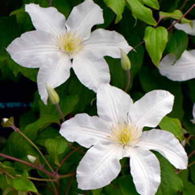 Клематис Джон Хакстэйбл Клематис Джон Хакстэйбл фото