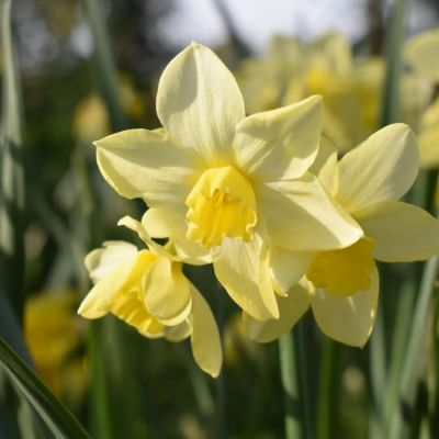 Нарцисс Вердин Нарцисс Вердин - Dolina-Sad.Ru