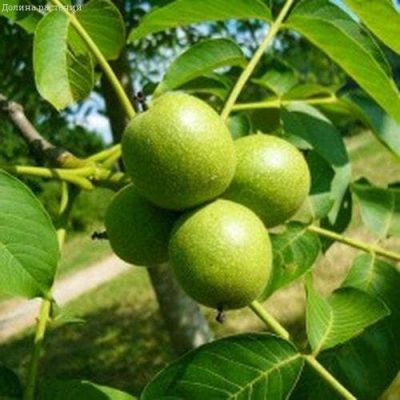 Орех Грецкий Крупноплодный фото