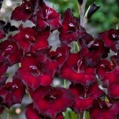 Гладиолус Песара(10 шт) Гладиолус Песара(10 шт) фото