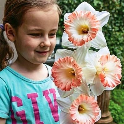 Нарцисс Бритиш Гембл фото