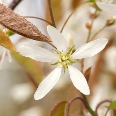 Ирга Ламарка, С3 - Dolina-Sad.Ru