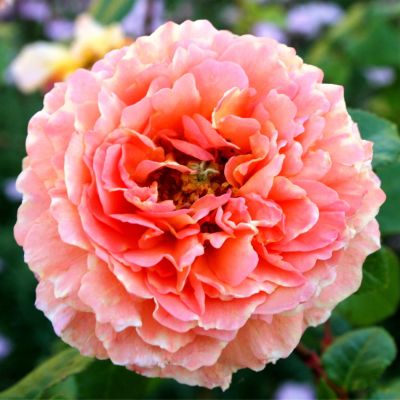 Роза Абрахам Дерби Роза Абрахам Дерби фото