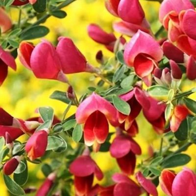 Ракитник Мария Бурквуд Ракитник Мария Бурквуд фото