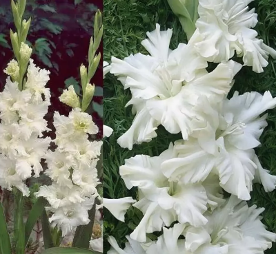 Гладиолус Сноуи Раффл Гладиолус Сноуи Раффл фото