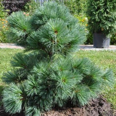 Сосна Веймутова, С3 - Dolina-Sad.Ru