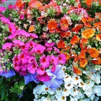 Немезия Чаровница, смесь Немезия Чаровница, смесь фото