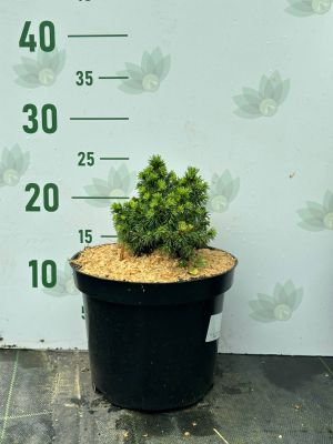 Ель Канадская Альберта Глобе, С3 Ель Канадская Альберта Глобе, С3 - Dolina-Sad.Ru