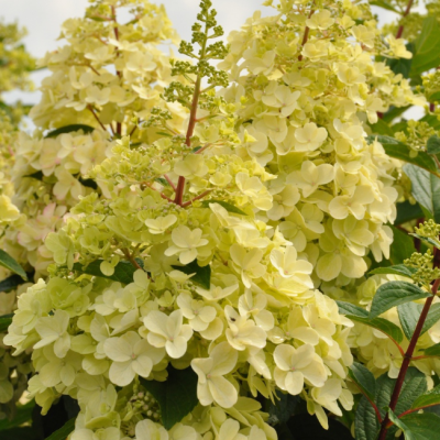 Гортензия метельчатая Канделайт, С2 Гортензия метельчатая Канделайт, С2 - Dolina-Sad.Ru