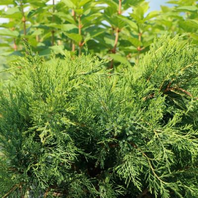 Можжевельник казацкий Рокери Джем Можжевельник казацкий Рокери Джем - Dolina-Sad.Ru