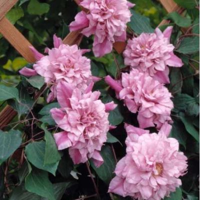 Клематис Патришиа Анн Фретвелл Клематис Патришиа Анн Фретвелл фото