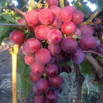 Виноград Кардинал Виноград Кардинал - Dolina-Sad.Ru