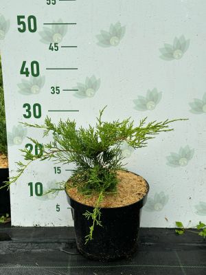 Можжевельник средний Голд Кост, С3 Можжевельник средний Голд Кост, С3 - Dolina-Sad.Ru