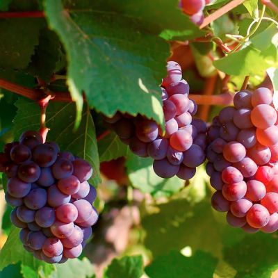 Виноград Мускат розовый Виноград Мускат розовый - Dolina-Sad.Ru
