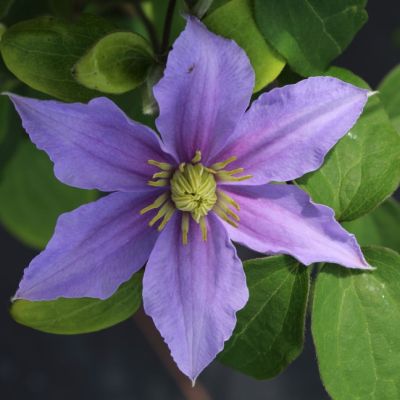 Клематис Юста Клематис Юста - Dolina-Sad.Ru