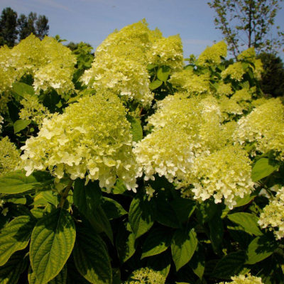 Гортензия метельчатая Канделайт, С2 Гортензия метельчатая Канделайт, С2 - Dolina-Sad.Ru