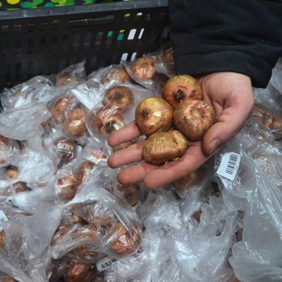 Гладиолус Санни Раффл Гладиолус Санни Раффл фото